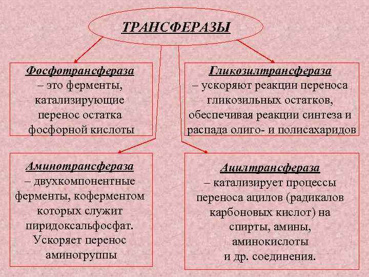 ТРАНСФЕРАЗЫ Фосфотрансфераза – это ферменты, катализирующие перенос остатка фосфорной кислоты Гликозилтрансфераза – ускоряют реакции