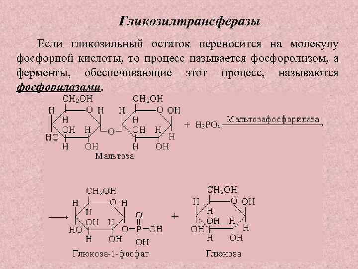 Фосфоролиз мальтозы схема