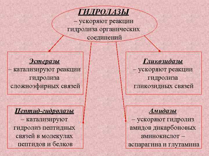 ГИДРОЛАЗЫ – ускоряют реакции гидролиза органических соединений Эстеразы – катализируют реакции гидролиза сложноэфирных связей