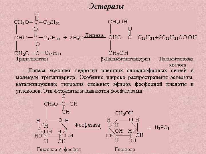 Эстеразы Трипальмитин β Пальмитилглицерин Пальмитиновая кислота Липаза ускоряет гидролиз внешних сложноэфирных связей в молекуле