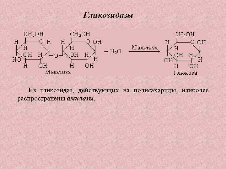 Гликозидазы Из гликозидаз, действующих на полисахариды, наиболее распространены амилазы. 