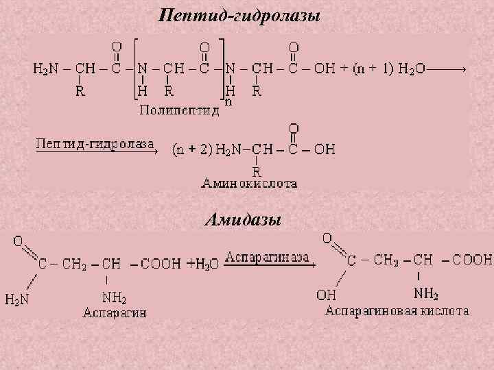 Пептид-гидролазы Амидазы 
