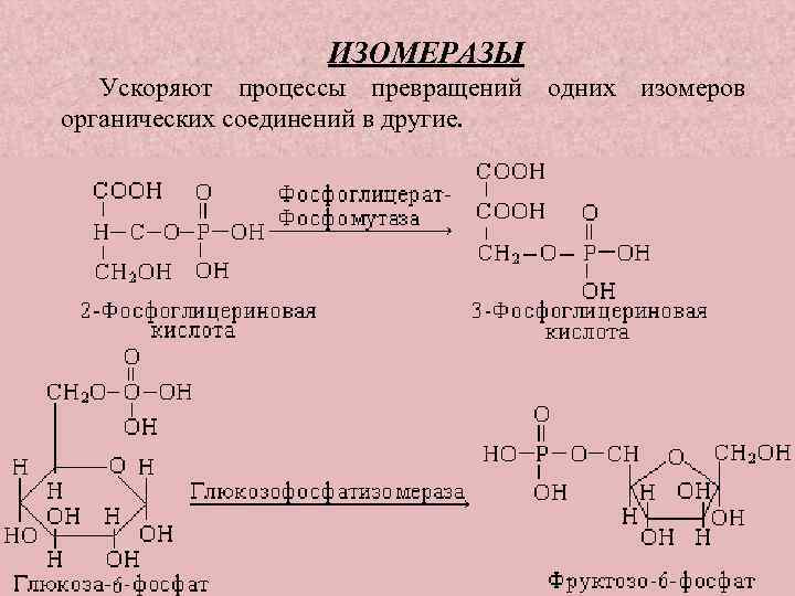 ИЗОМЕРАЗЫ Ускоряют процессы превращений одних изомеров органических соединений в другие. 