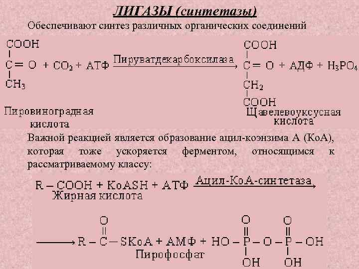 ЛИГАЗЫ (синтетазы) Обеспечивают синтез различных органических соединений Важной реакцией является образование ацил коэнзима А