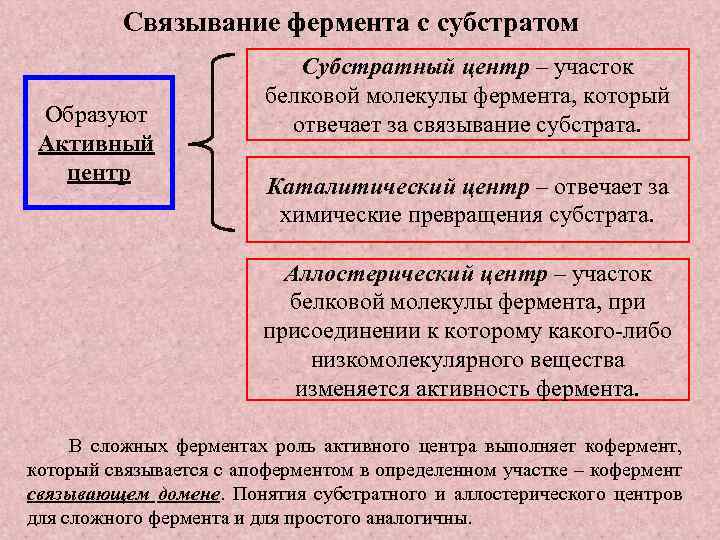 Связывание фермента с субстратом Образуют Активный центр Субстратный центр – участок белковой молекулы фермента,