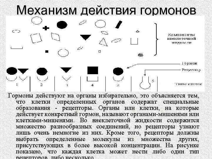 Механизм действия какого гормона изображен на схеме