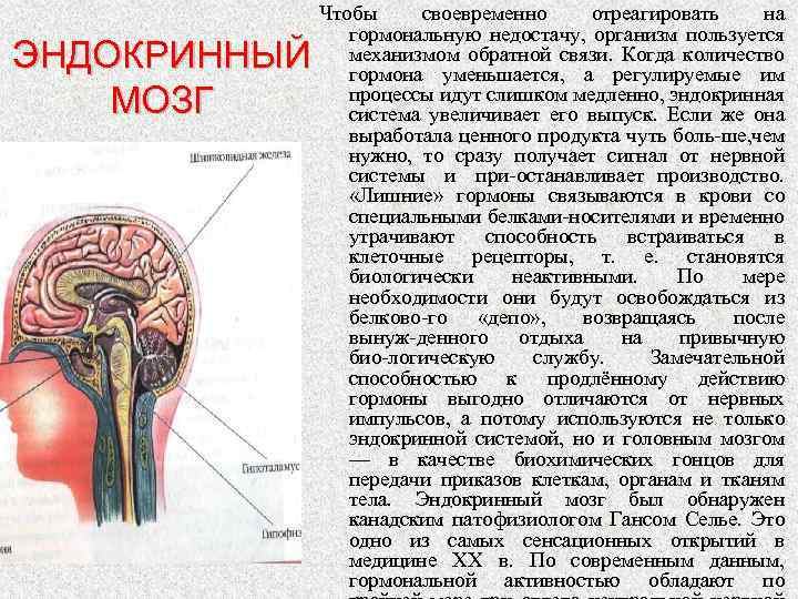 ЭНДОКРИННЫЙ МОЗГ Чтобы своевременно отреагировать на гормональную недостачу, организм пользуется механизмом обратной связи. Когда