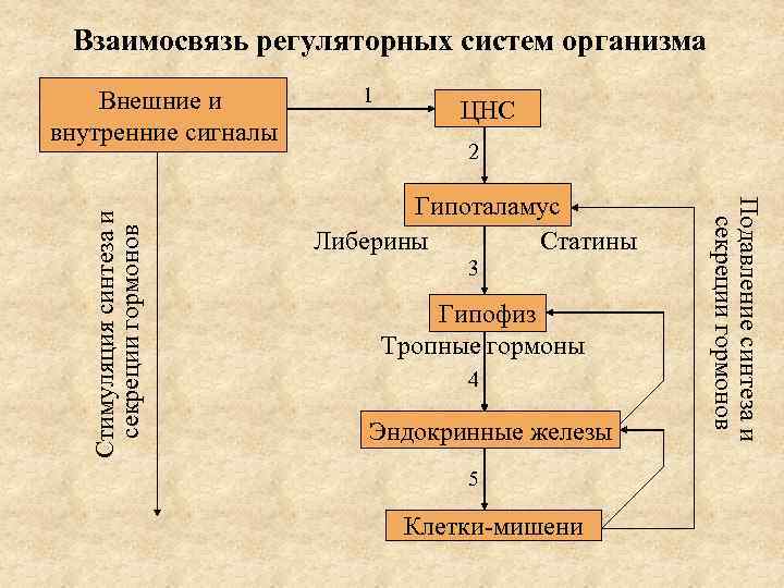 Взаимосвязь систем органов в организме человека