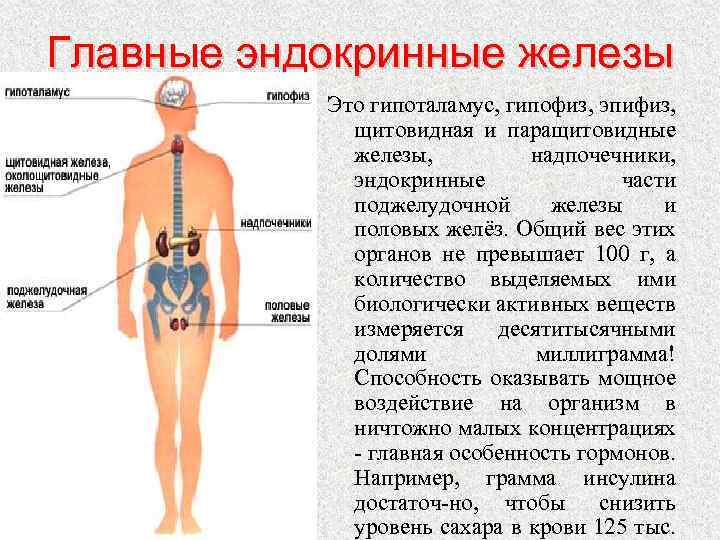 Какой гормон вырабатывают железы внутренней секреции обозначенные на рисунке