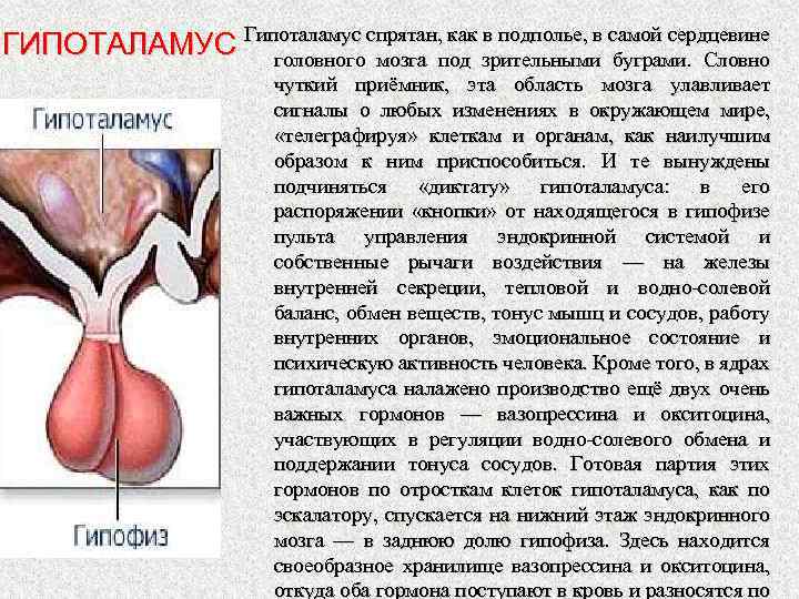 как в подполье, в ГИПОТАЛАМУС Гипоталамус спрятан, под зрительными самой сердцевине головного мозга буграми.