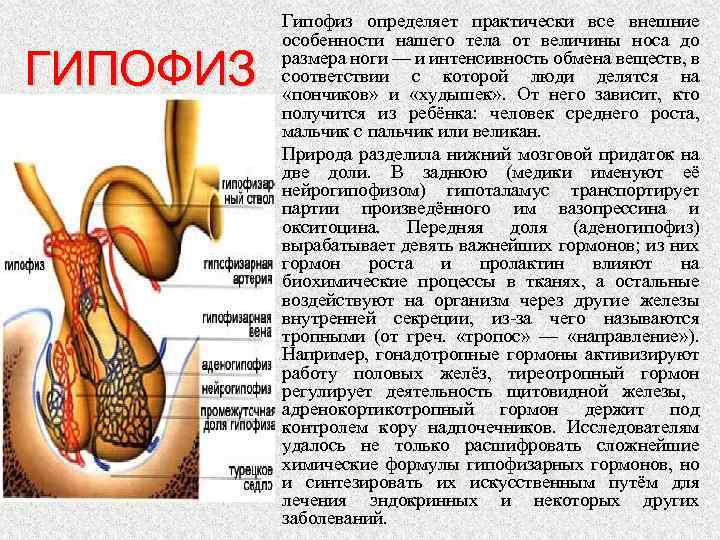 ГИПОФИЗ Гипофиз определяет практически все внешние особенности нашего тела от величины носа до размера