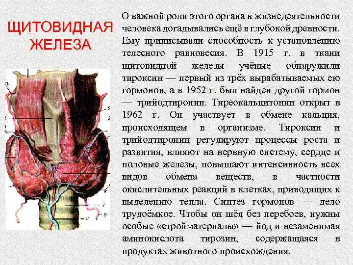 ЩИТОВИДНАЯ ЖЕЛЕЗА О важной роли этого органа в жизнедеятельности человека догадывались ещё в глубокой