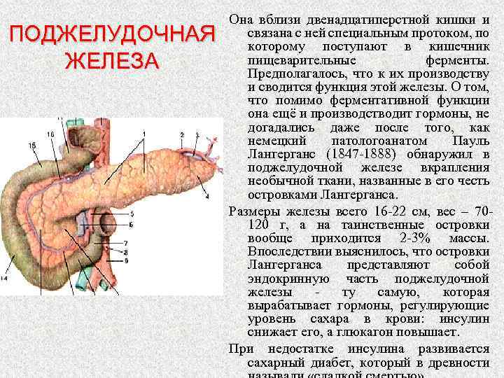 Где болит поджелудочной железы у человека