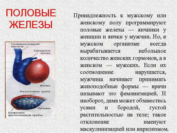 ПОЛОВЫЕ ЖЕЛЕЗЫ Принадлежность к мужскому или женскому полу программируют половые железы — яичники у