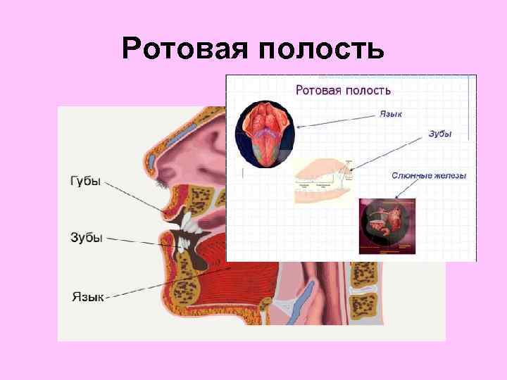 Ротовая полость 