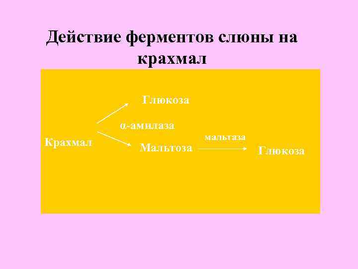 Действие ферментов слюны на крахмал Глюкоза α-амилаза Крахмал Мальтоза мальтаза Глюкоза 