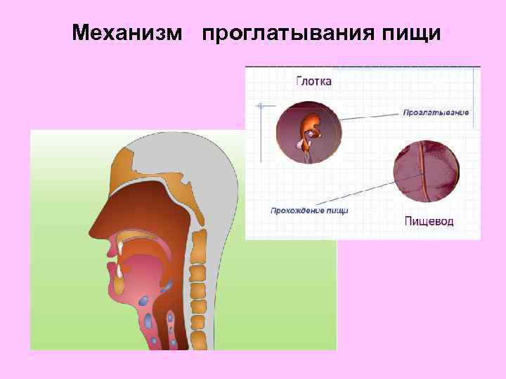 Механизм проглатывания пищи 