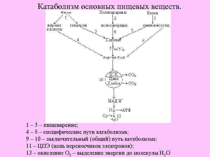 Катаболизм основных пищевых веществ. 1 – 3 – пищеварение; 4 – 8 – специфические