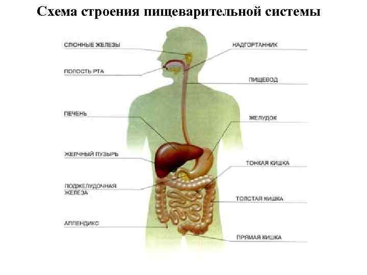 Схема строения пищеварительной системы 