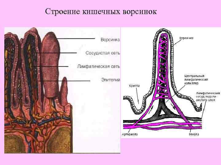 Строение кишечных ворсинок 