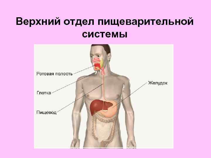 Верхний отдел пищеварительной системы 