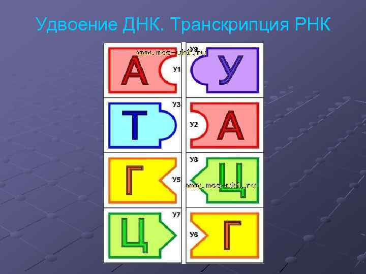 Удвоение ДНК. Транскрипция РНК 