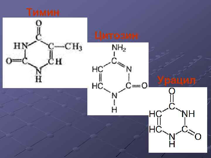 Тимин Цитозин Урацил 