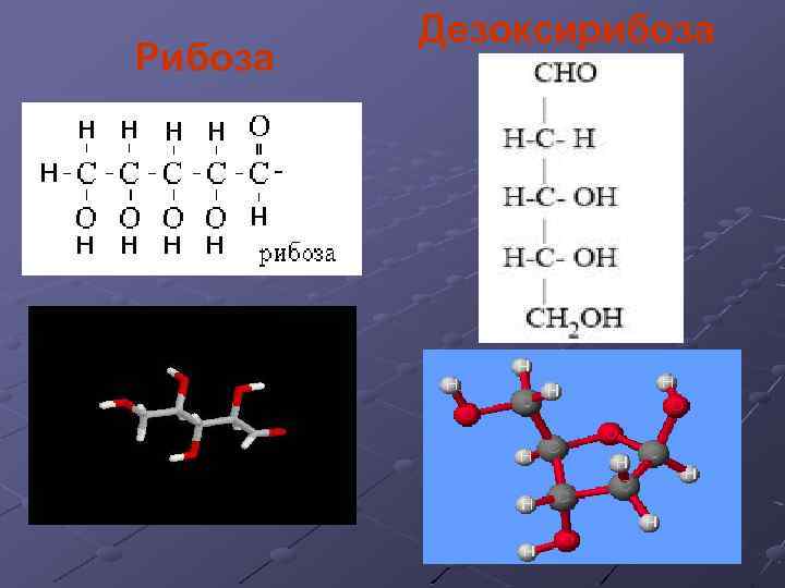 Рибоза Дезоксирибоза 