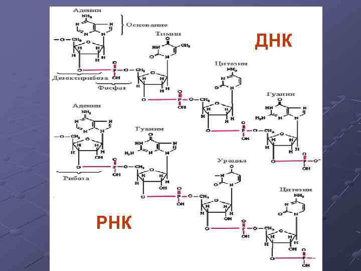 ДНК РНК 