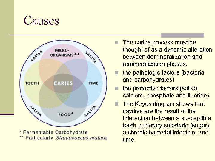 Causes n The caries process must be thought of as a dynamic alteration between