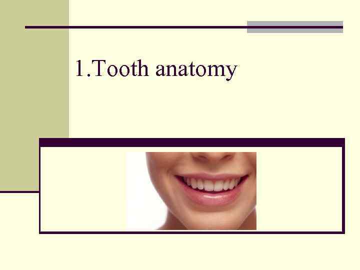 1. Tooth anatomy 