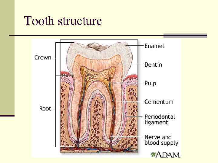 Tooth structure 