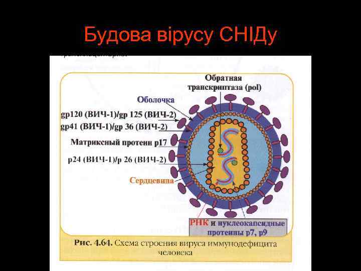 Будова вірусу СНІДу 