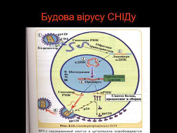 Будова вірусу СНІДу 