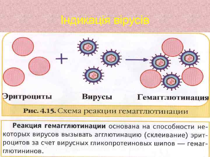 Індикація вірусів 