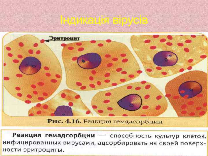 Індикація вірусів 