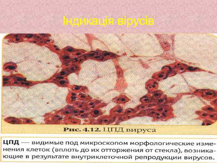 Індикація вірусів 