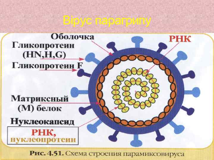 Вірус парагрипу 
