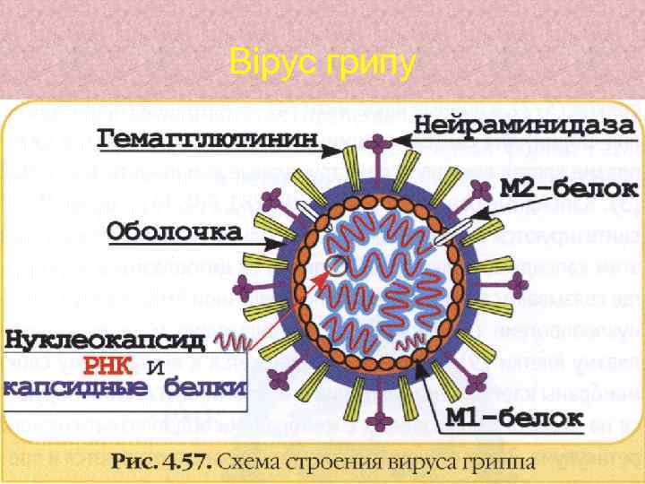 Вірус грипу 