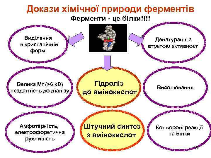 Докази хімічної природи ферментів Ферменти - це білки!!!! Виділення в кристалічній формі Велика Мr