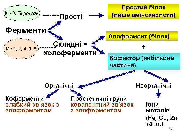 КФ 3. Гідролази Прості Ферменти КФ 1, 2, 4, 5, 6 Простий білок (лише