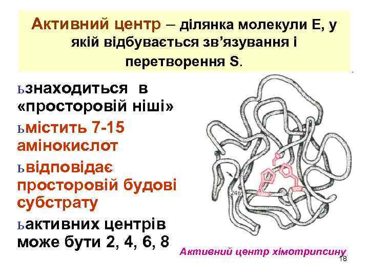 Активний центр – ділянка молекули Е, у якій відбувається зв’язування і перетворення S. ь