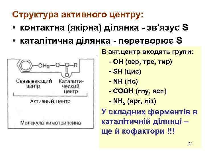 Структура активного центру: • контактна (якірна) ділянка - зв’язує S • каталітична ділянка -