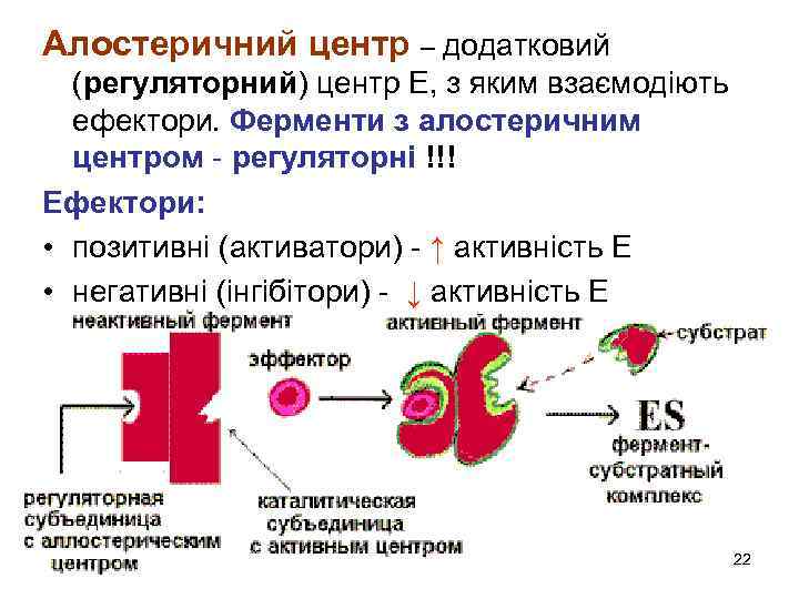 Алостеричний центр – додатковий (регуляторний) центр Е, з яким взаємодіють ефектори. Ферменти з алостеричним