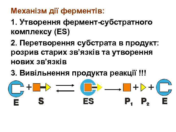Механізм дії ферментів: 1. Утворення фермент-субстратного комплексу (ЕS) 2. Перетворення субстрата в продукт: розрив