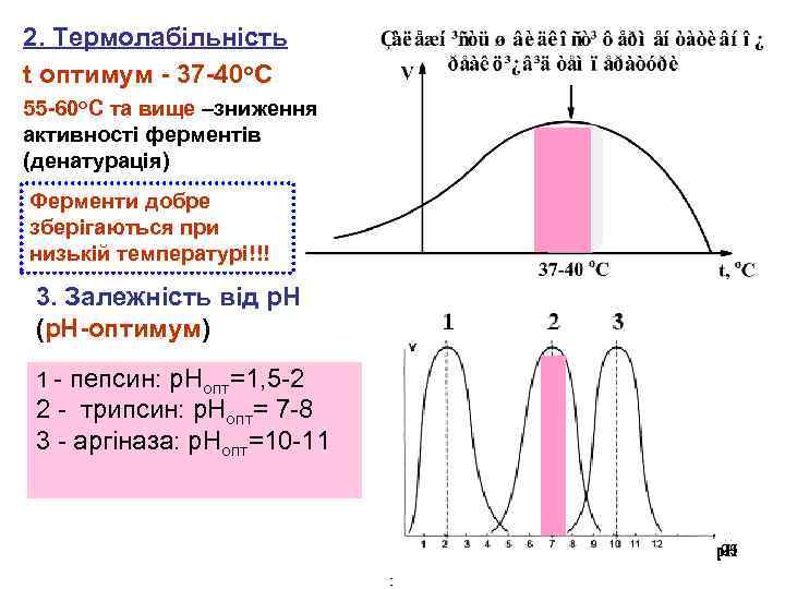 2. Термолабільність t оптимум - 37 -40 о. С 55 -60 о. С та