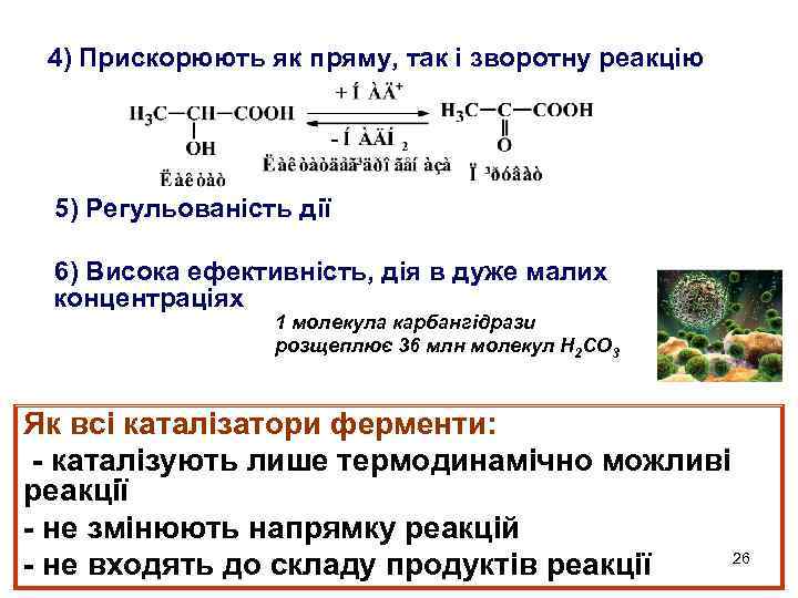 4) Прискорюють як пряму, так і зворотну реакцію 5) Регульованість дії 6) Висока ефективність,