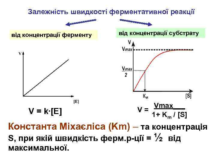 Залежність швидкості ферментативної реакції від концентрації ферменту V = k∙[E] від концентрації субстрату V=