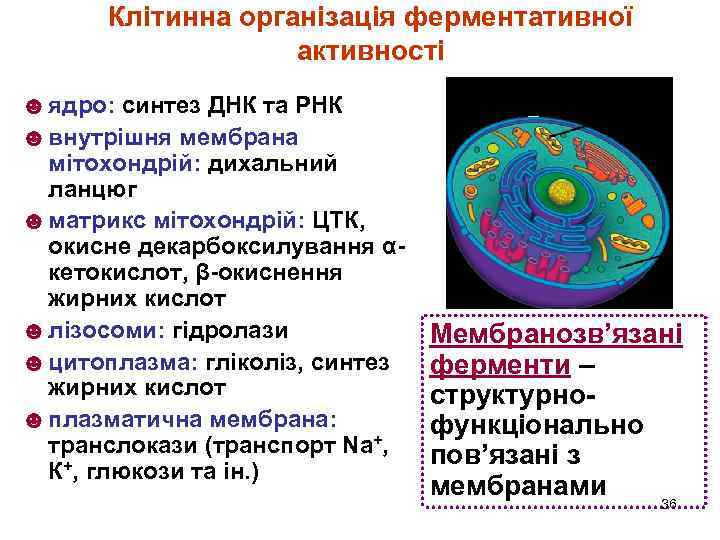 Клітинна організація ферментативної активності ☻ ядро: синтез ДНК та РНК ☻ внутрішня мембрана мітохондрій: