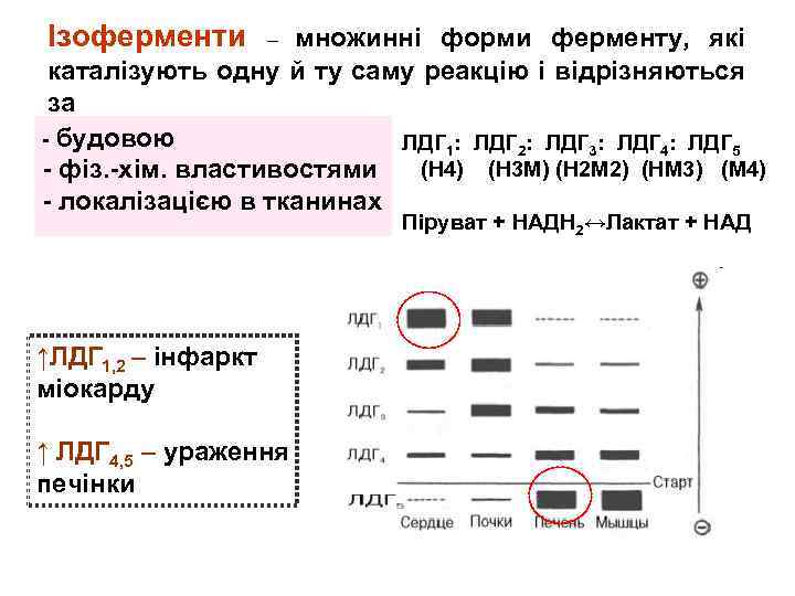 Ізоферменти множинні форми ферменту, які каталізують одну й ту саму реакцію і відрізняються за